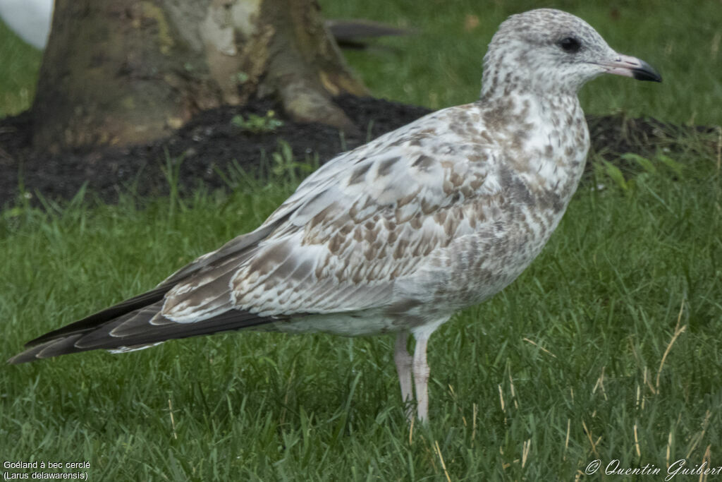 Goéland à bec cerclé1ère année, identification