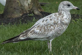 Ring-billed Gull