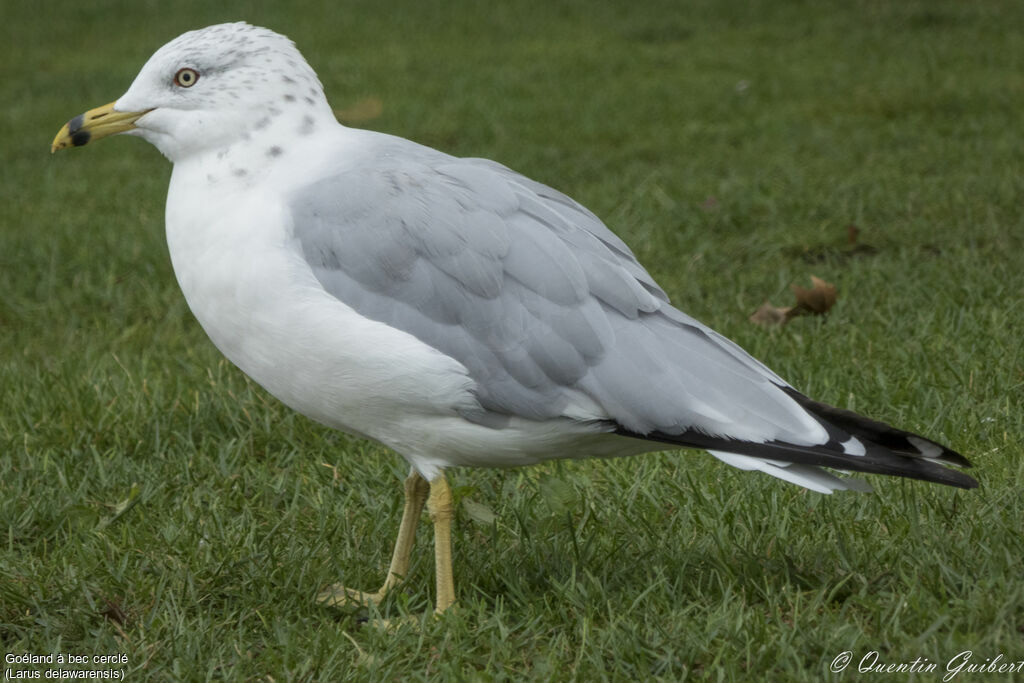 Ring-billed Gulladult, identification, walking