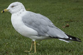 Ring-billed Gull