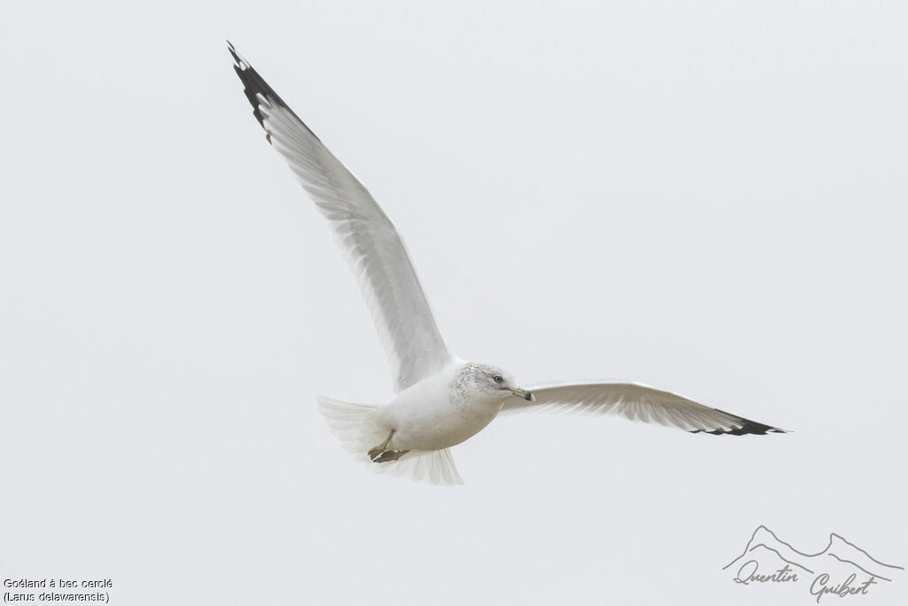 Ring-billed Gulladult post breeding, identification, Flight