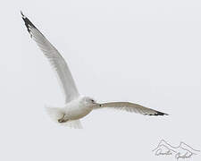 Ring-billed Gull