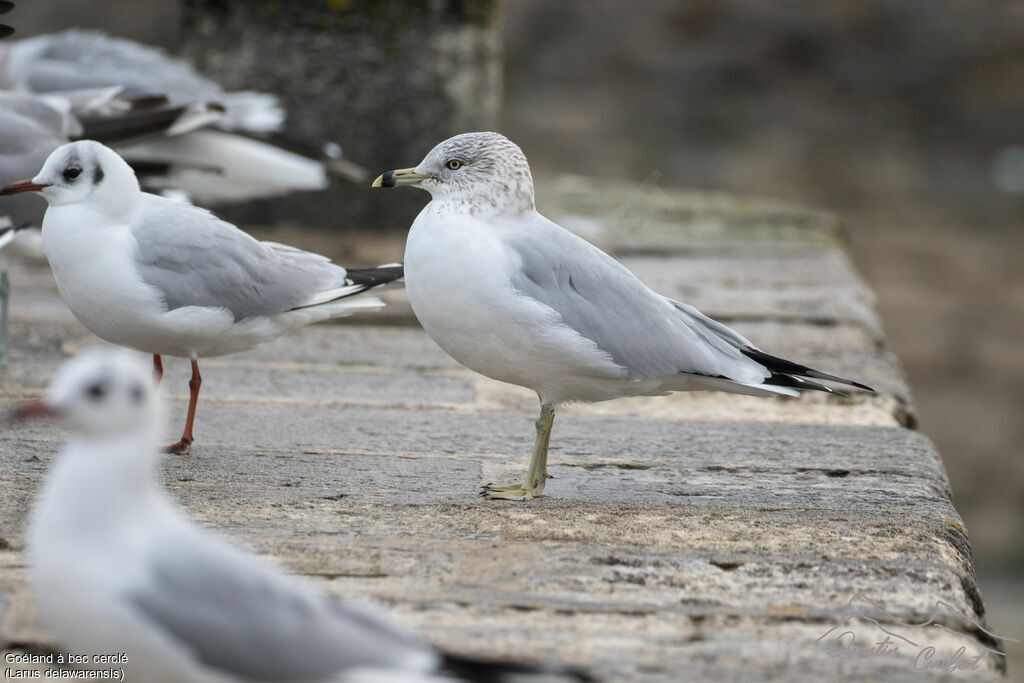 Ring-billed Gull