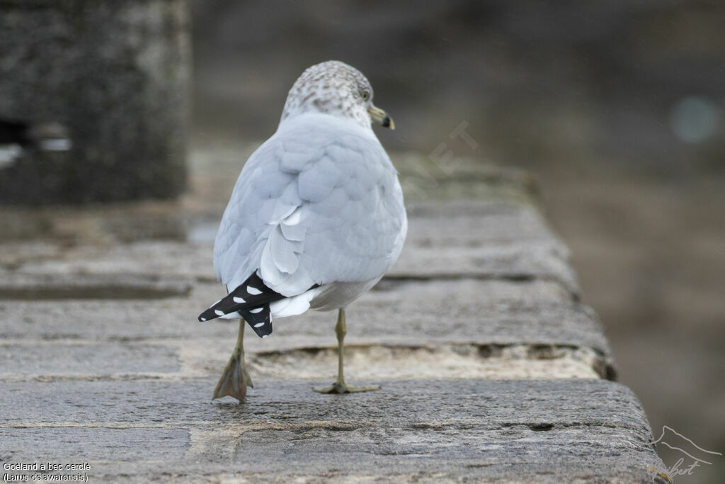 Ring-billed Gulladult post breeding, identification, walking