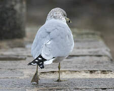 Ring-billed Gull