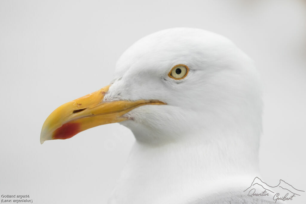 European Herring Gulladult breeding, close-up portrait