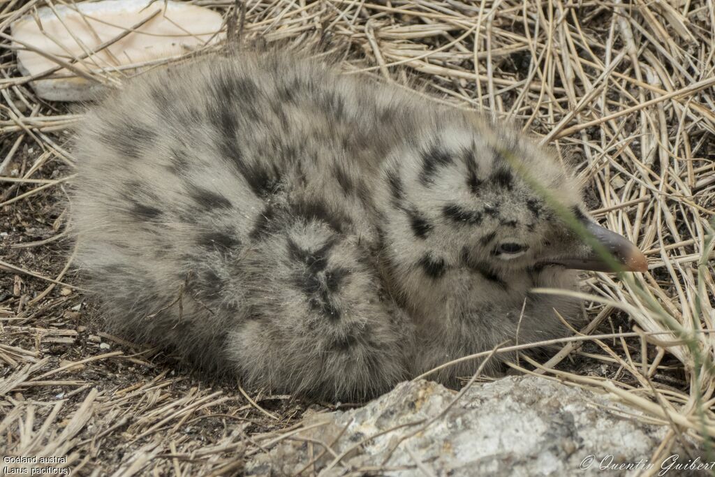 Pacific GullPoussin