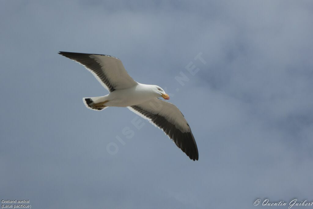 Pacific Gulladult, Flight