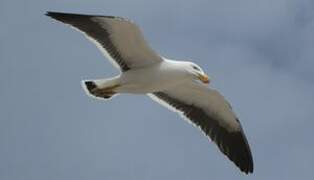 Pacific Gull