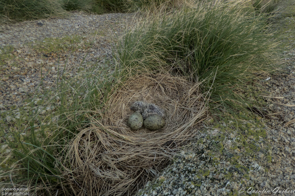 Pacific GullPoussin, Reproduction-nesting