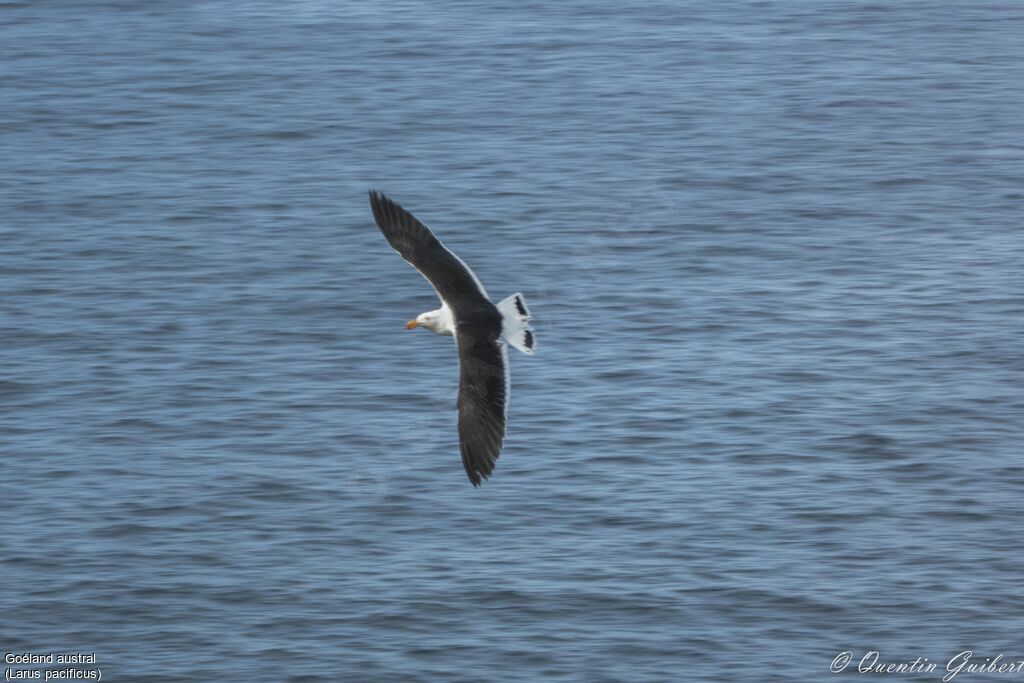 Pacific Gulladult breeding, Flight