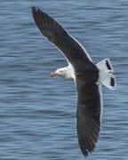 Pacific Gull