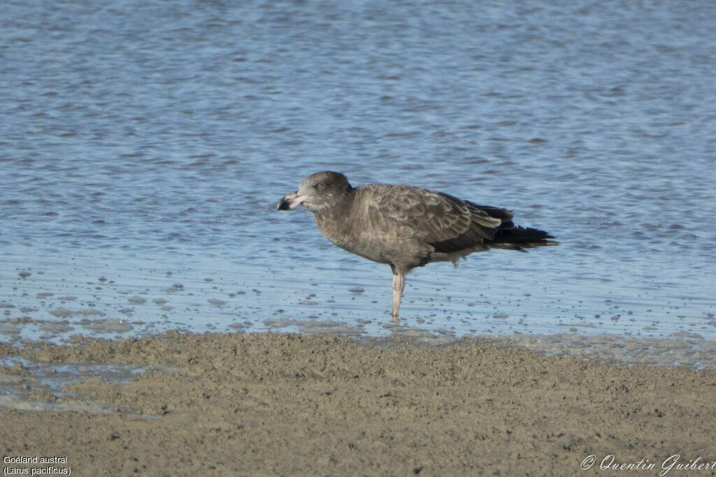 Pacific GullFirst year, identification