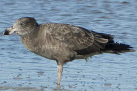 Pacific Gull