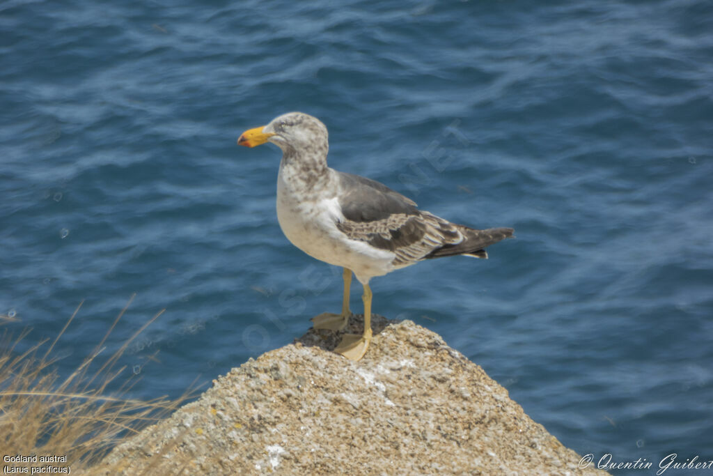 Pacific Gullimmature