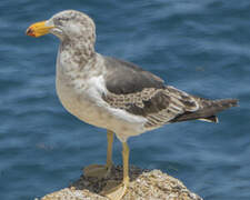 Pacific Gull