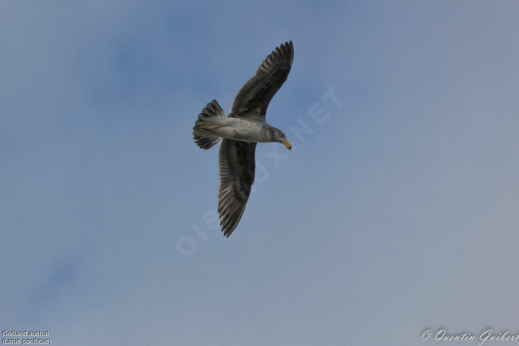 Pacific Gullimmature, Flight