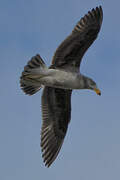 Pacific Gull