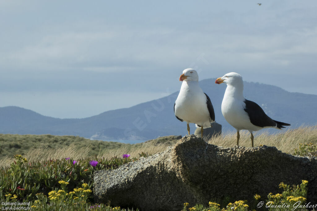 Pacific Gulladult breeding