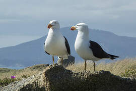 Pacific Gull