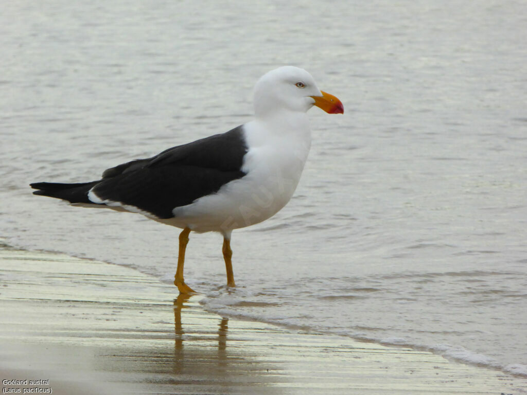 Pacific Gulladult breeding, identification, walking