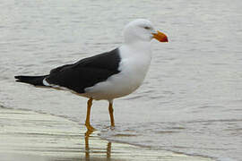 Pacific Gull