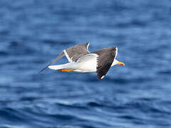 Lesser Black-backed Gull