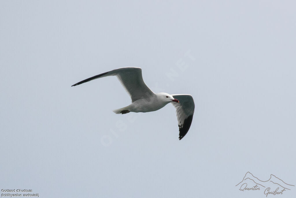 Audouin's Gull