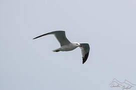 Audouin's Gull