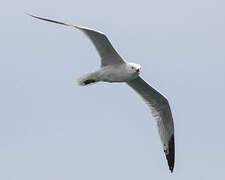 Audouin's Gull