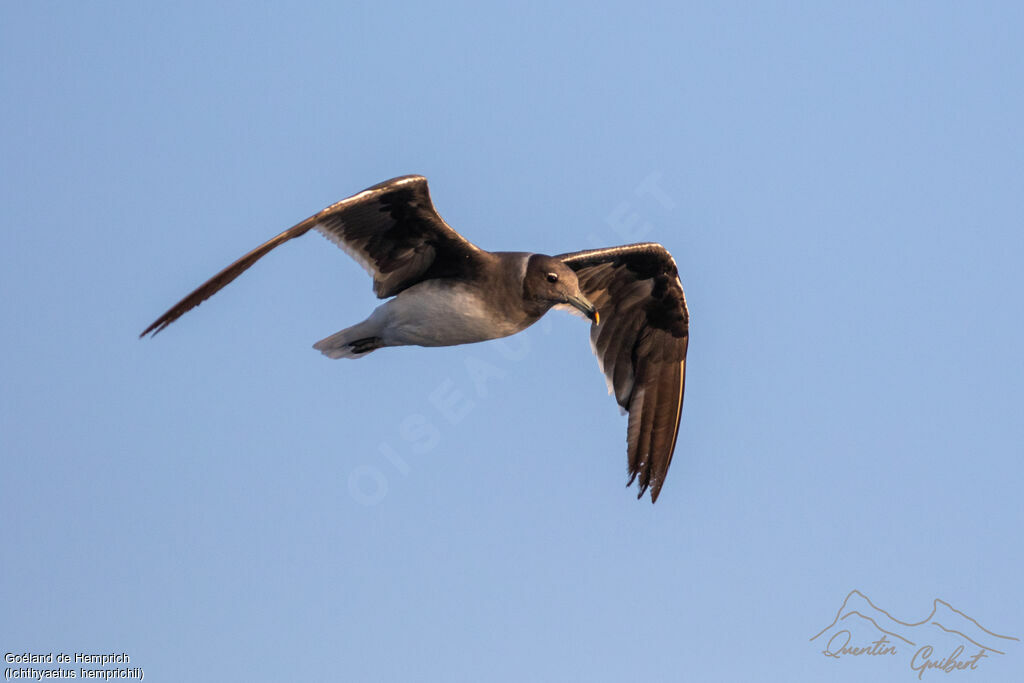 Goéland de Hemprich