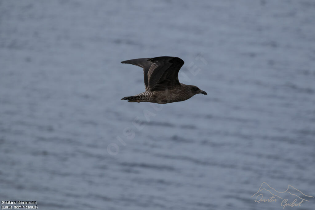 Kelp Gull