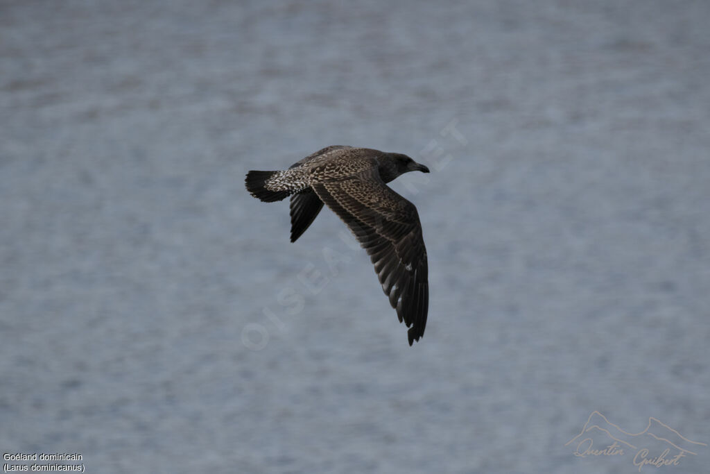 Kelp Gull