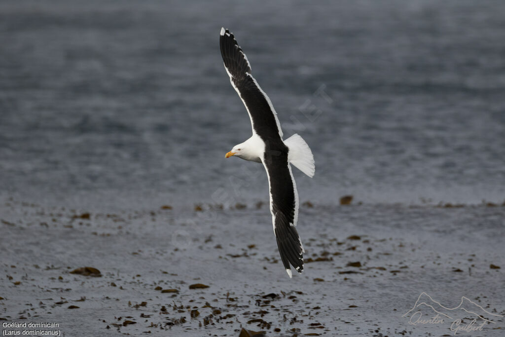 Goéland dominicain