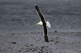 Kelp Gull