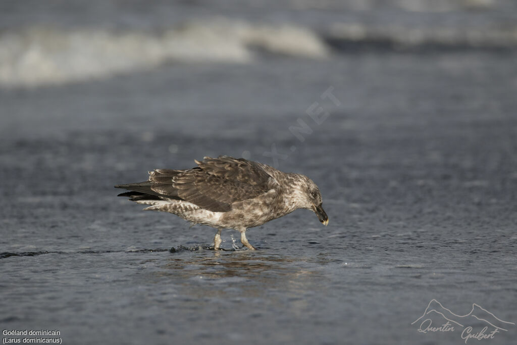 Kelp Gull