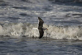 Kelp Gull