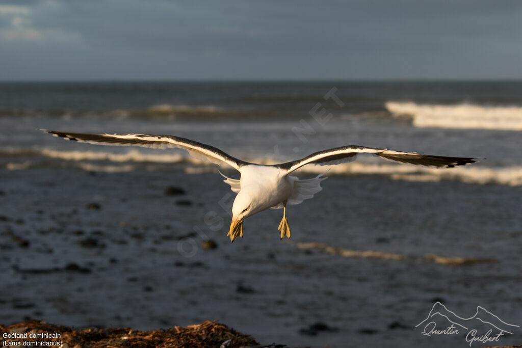 Kelp Gull