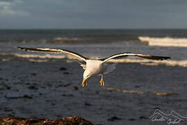 Kelp Gull