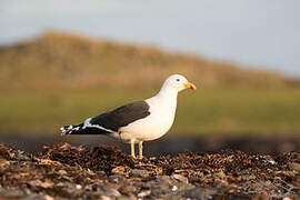 Kelp Gull