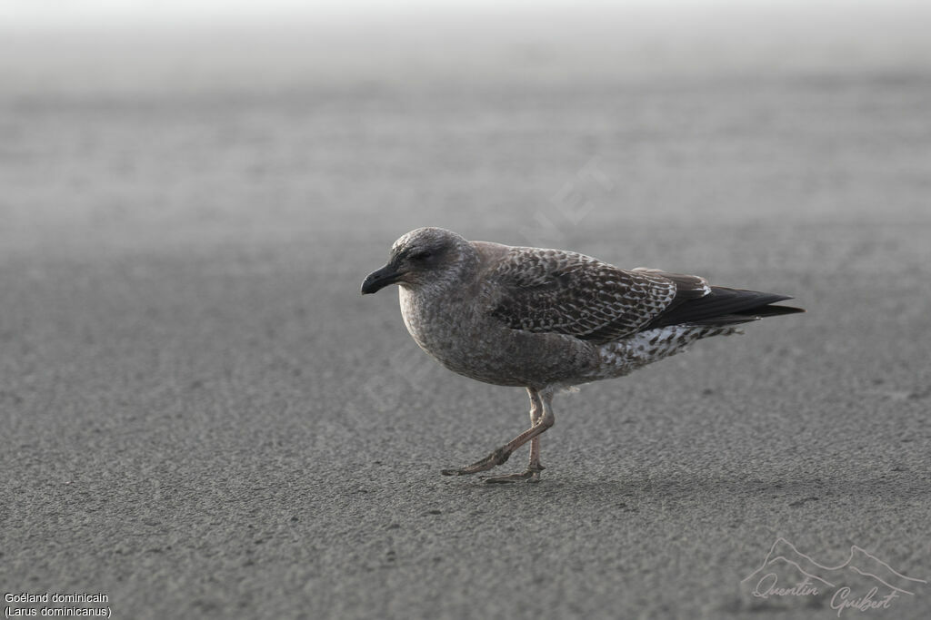 Kelp Gull