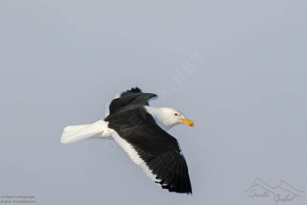 Kelp Gull