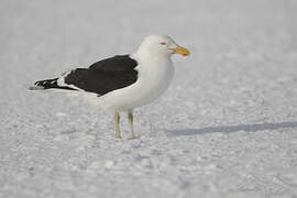 Kelp Gull