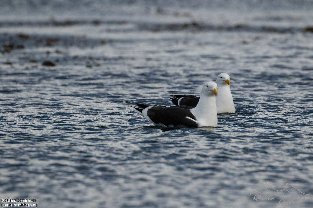 Kelp Gull