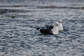 Kelp Gull