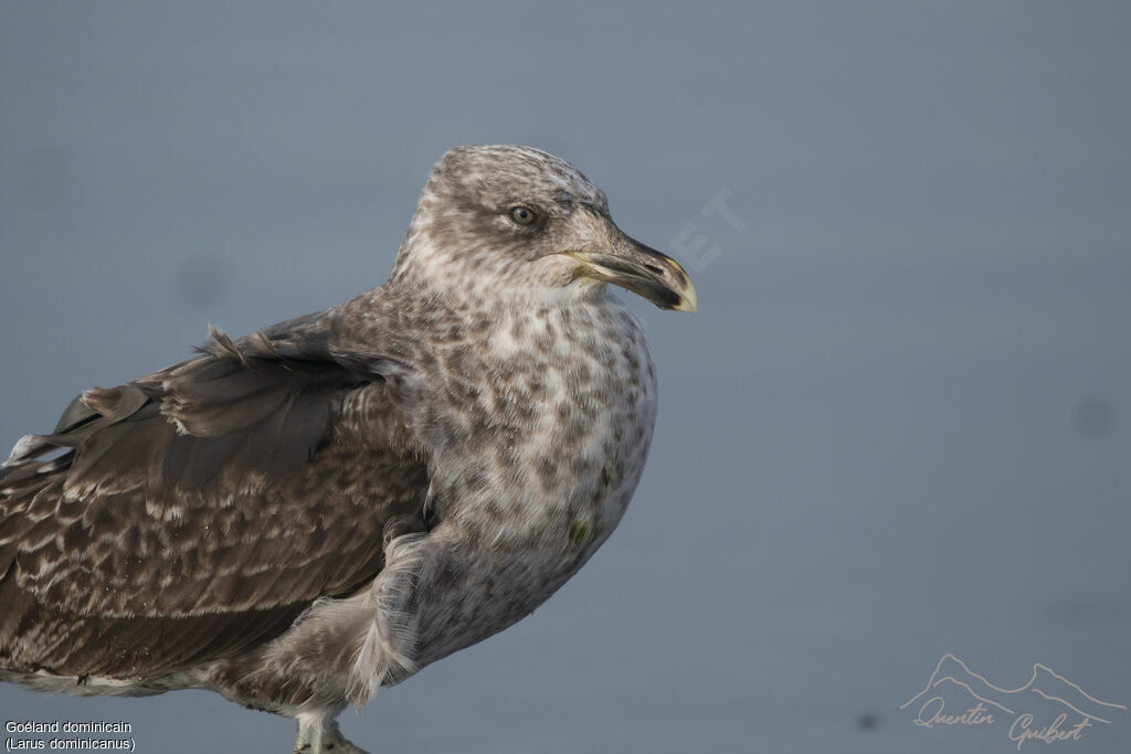 Kelp Gull