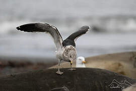 Kelp Gull