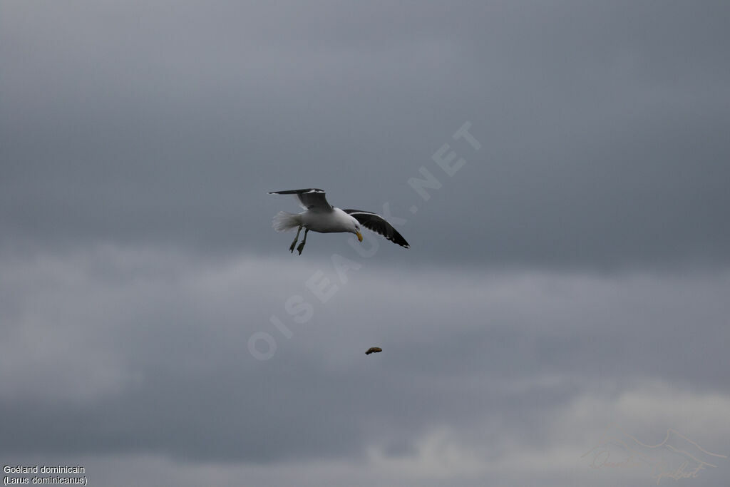 Kelp Gull