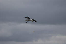 Kelp Gull