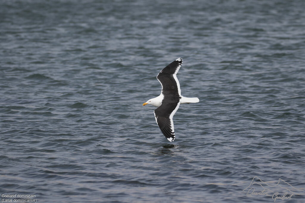 Kelp Gull